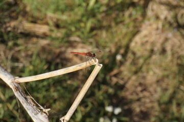 dragonfly on a branch