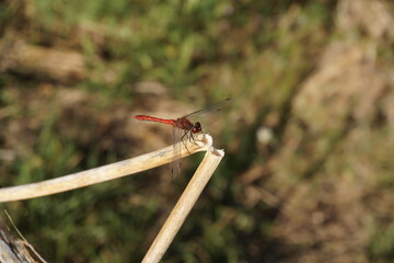 dragonfly on a branch