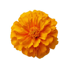 Bright orange marigold flower on transparent background