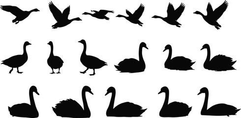 Silhouettes of various swans and geese in different poses, ideal for nature, bird illustration, and wildlife designs, featuring elegant birds in flight and rest. © Momotaj Contributor