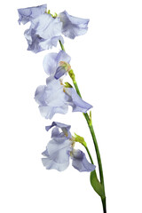Delicate blue bearded iris flowers, or Iris germanica, in full bloom. Isolated on a transparent...
