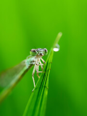 dragonfly on a green leaf