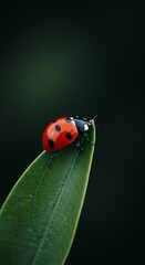 Obraz premium Emerald Jewel