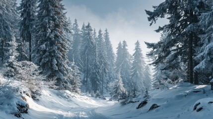 Fototapeta premium winter forest winter landscape no logos no brands ar 169