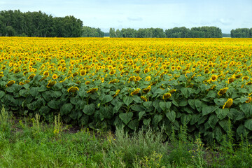 Field with large, ripe sunflowers. Rural landscape, agriculture