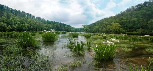 River landscape with blooming wild Cahaba Lillys nestled in lush greenery of the Cahaba River in Alabama near a forested area