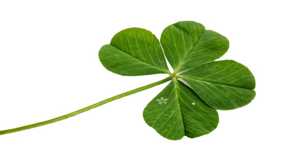 Four leaf clover set cut out on PNG. AI GENERATED.
