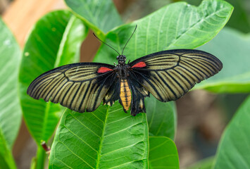 Papilio Lowi or the Asian swallowtail on a leaf
