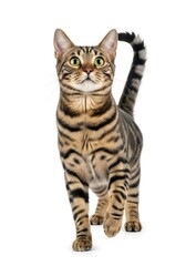 Obraz premium Foto veterinário para composição