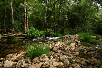 Scenic view of a lush green forest with tall trees and a clear river flowing through the landscape. The natural scenery highlights the beauty of untouched wilderness, fresh greenery, and peaceful wate