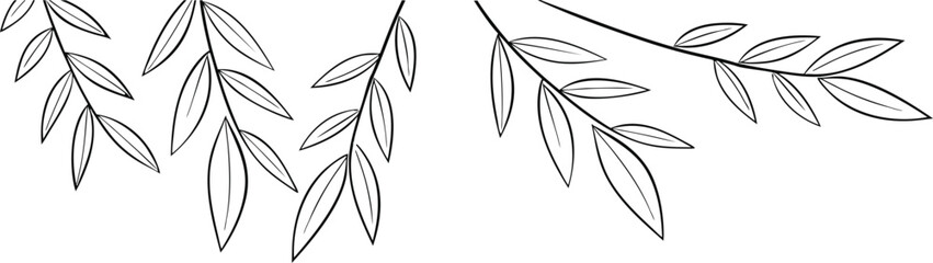 Black and white illustration of willow branches with long slender leaves arranged in a minimalist style against a white background
