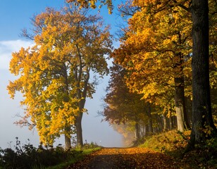 Fototapeta premium Autumnal path through a misty forest
