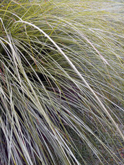 Long, decorative grasses