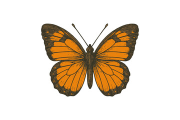 Vintage Butterfly Illustration Retro Style