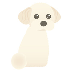 お座りして振り返る犬のマルプーのイラスト