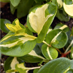 A yellow and green variegated vinca