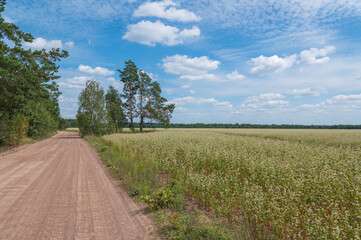 Obraz premium Dirt road in the countryside