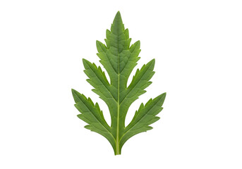 Close-up of a vibrant green leaf with finely serrated edges, displayed against a stark black background, showcasing detailed texture and form.