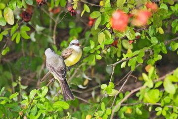 Pair of Tropical Kingbirds, Tyrannus melancholicus