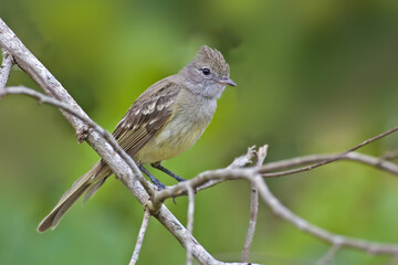 Yellow-bellied Elania, Elaenia flavogaster, perched in tree