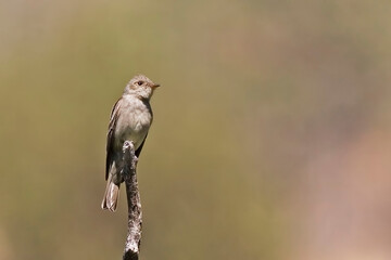 Western Wood Pewee, Contopus sordidulus, perched