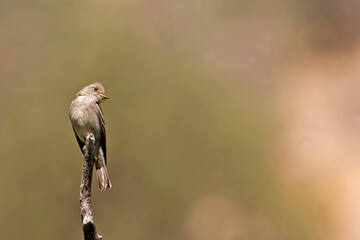 Western Wood Pewee, Contopus sordidulus, perched on branch