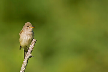 Willow Flycatcher, Empidonax traillii, single bird