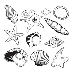Hand drawn seashells and starfish vector set, marine line art illustration for summer, beach, ocean and coastal designs