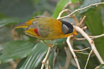 Silver-eared Mesia, Leiothrix argentauris, perched