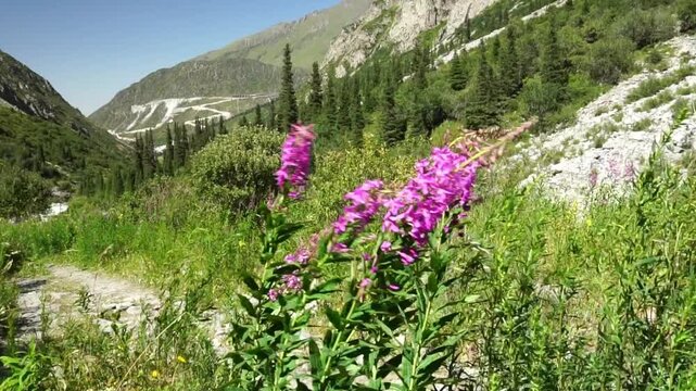 Fireweed blossoms move in the wind amid lush alpine vegetation. Mountain slopes, rocky paths, and evergreen trees create a natural landscape. Sunlight highlights wildflowers and scenic wilderness