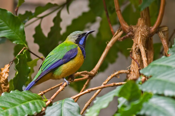 Fototapeta premium Male Orange-bellied Leafbird, Chloropsis hardwickii, in a tree