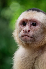 White-faced capuchin monkey portrait in Costa Rica rainforest © Milton Maya