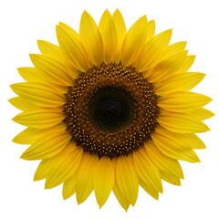 Fototapeta premium Vibrant yellow sunflower blooms with detailed center, perfect for summer and nature themes
