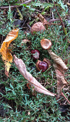 Chestnuts lie on green grass alongside several dry, brown leaves and an opened spiky husk
