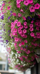 Vibrant hanging baskets of petunia flowers.