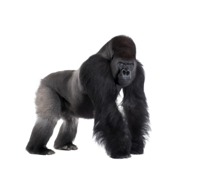 A powerful silverback gorilla standing on all fours, isolated on transparent background, showcasing its immense strength and imposing presence