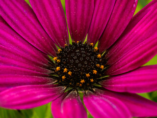 close up of pink daisy flower