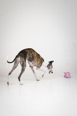 photo of dog in photo studio on white color. white background in photo studio with dog.	
