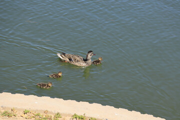 Mallard Duck and Ducklings Swimming in Calm, Green-tinged Water