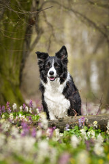Spring portrait of dog in nature. He is so cute in the nature. He has so lovely face	
