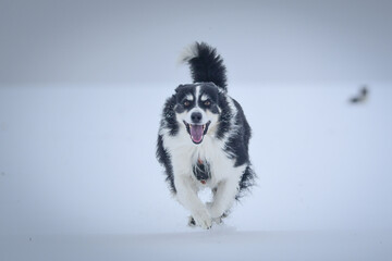 Tricolor border collie is running on the field in the snow. He is so fluffy dog.