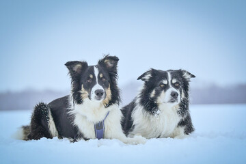 Tricolor border collies are lying on the field in the snow. He is so fluffy dog	
