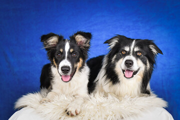 Two happy Border Collie dogs posing together in studio.Portrait of two cheerful Border Collie dogs lying side by side on a fluffy rug, looking at the camera with tongues out. Studio shot with blue