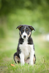 Spring portrait of dog in nature. He is so cute in the nature. He has so lovely face	
