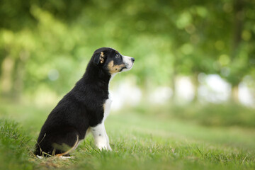 Spring portrait of dog in nature. He is so cute in the nature. He has so lovely face	
