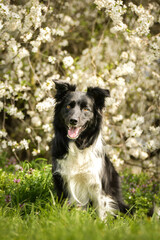 Spring portrait of dog in nature. He is so cute in the nature. He has so lovely face	
