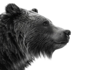 Closeup profile of a grizzly bears head, isolated on transparent background