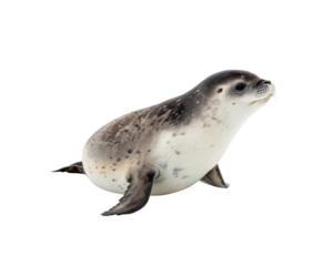 Leopard Seal Pup on White Background - Adorable Baby Pinniped