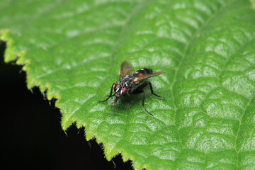 macro photo of housefly facing back	