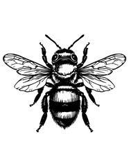 Vintage Bee Illustration, Detailed Black and White Insect Drawing Vector